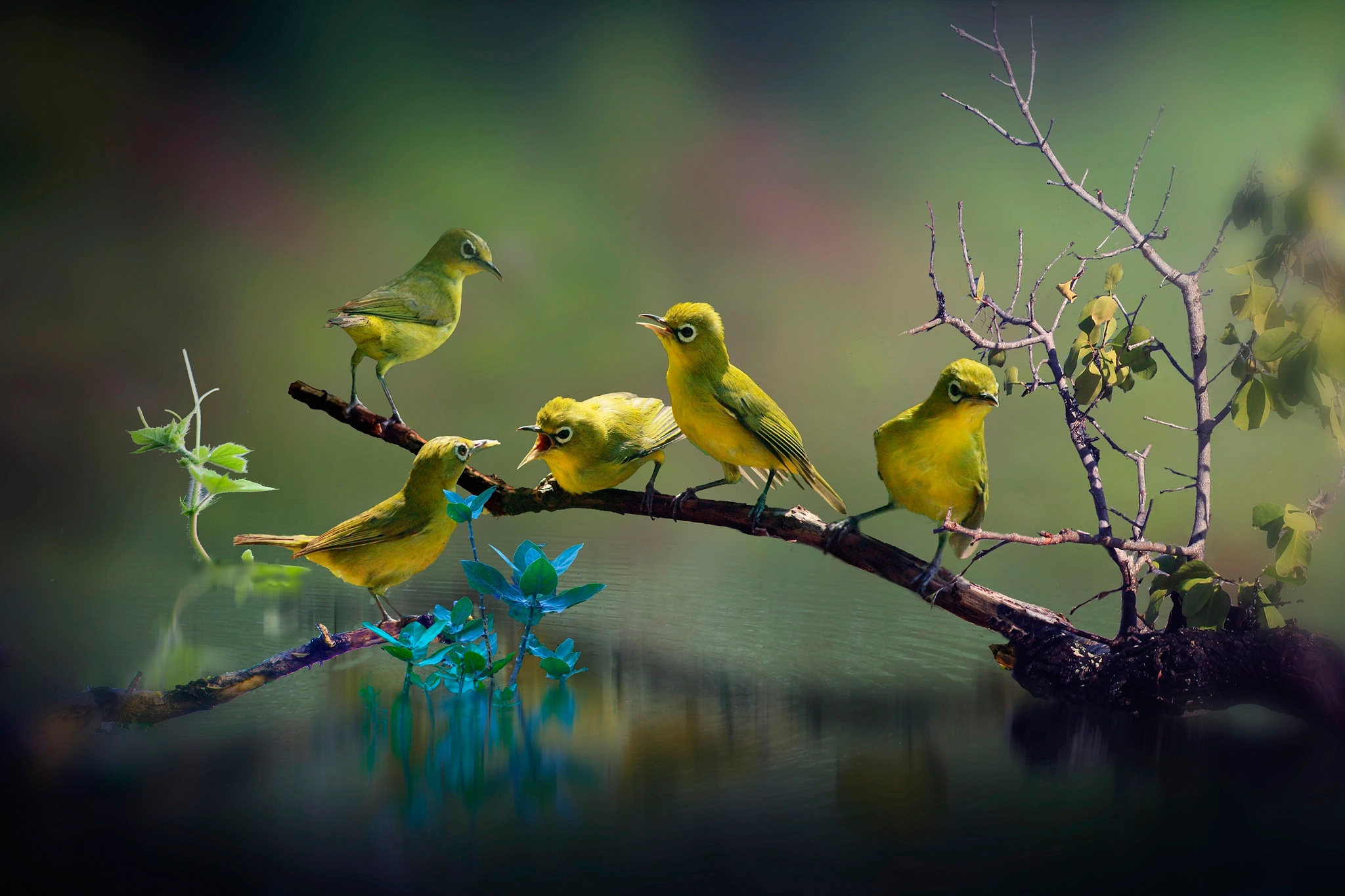 birds, Animals Wallpaper