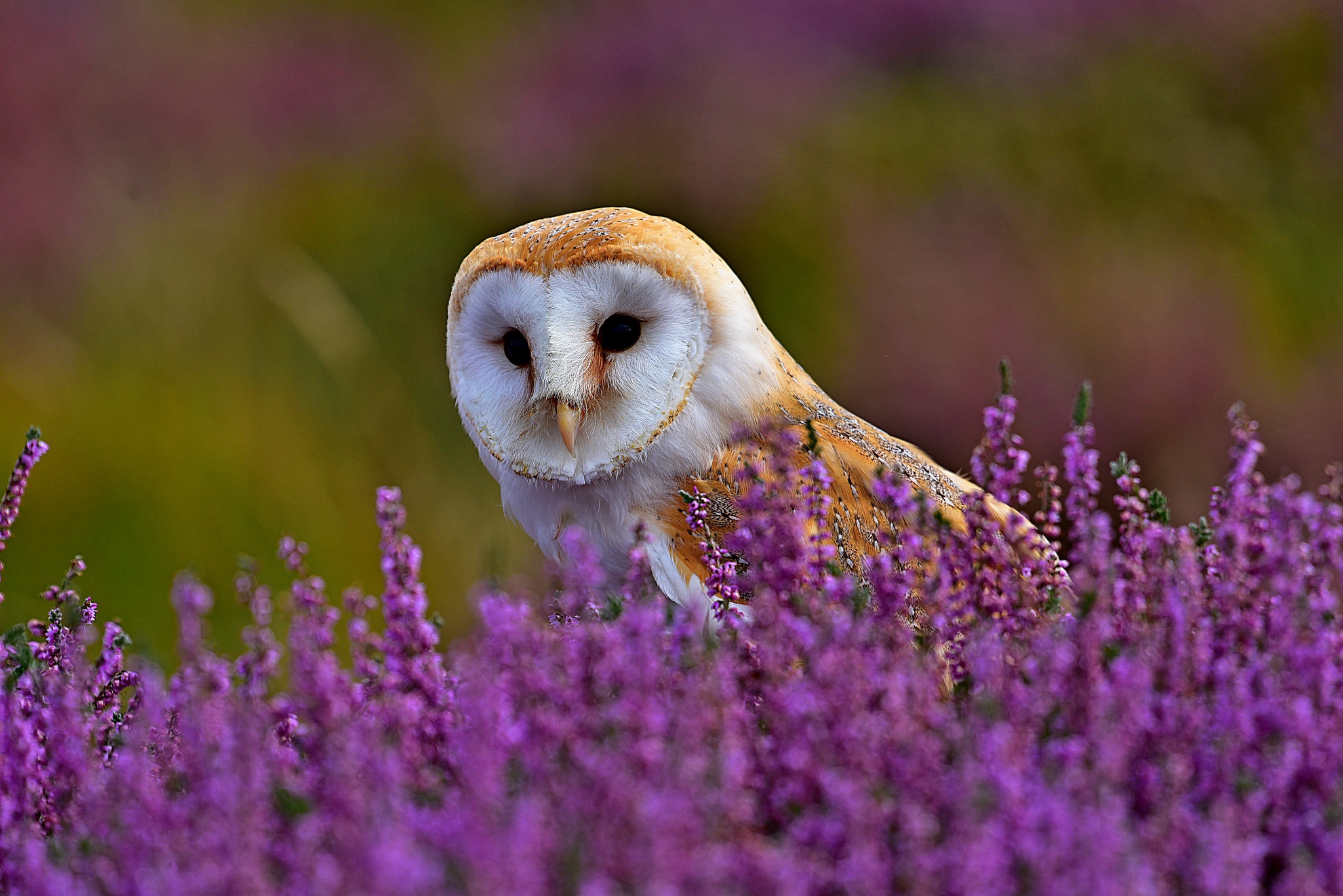 birds, Animals, Owl Wallpaper