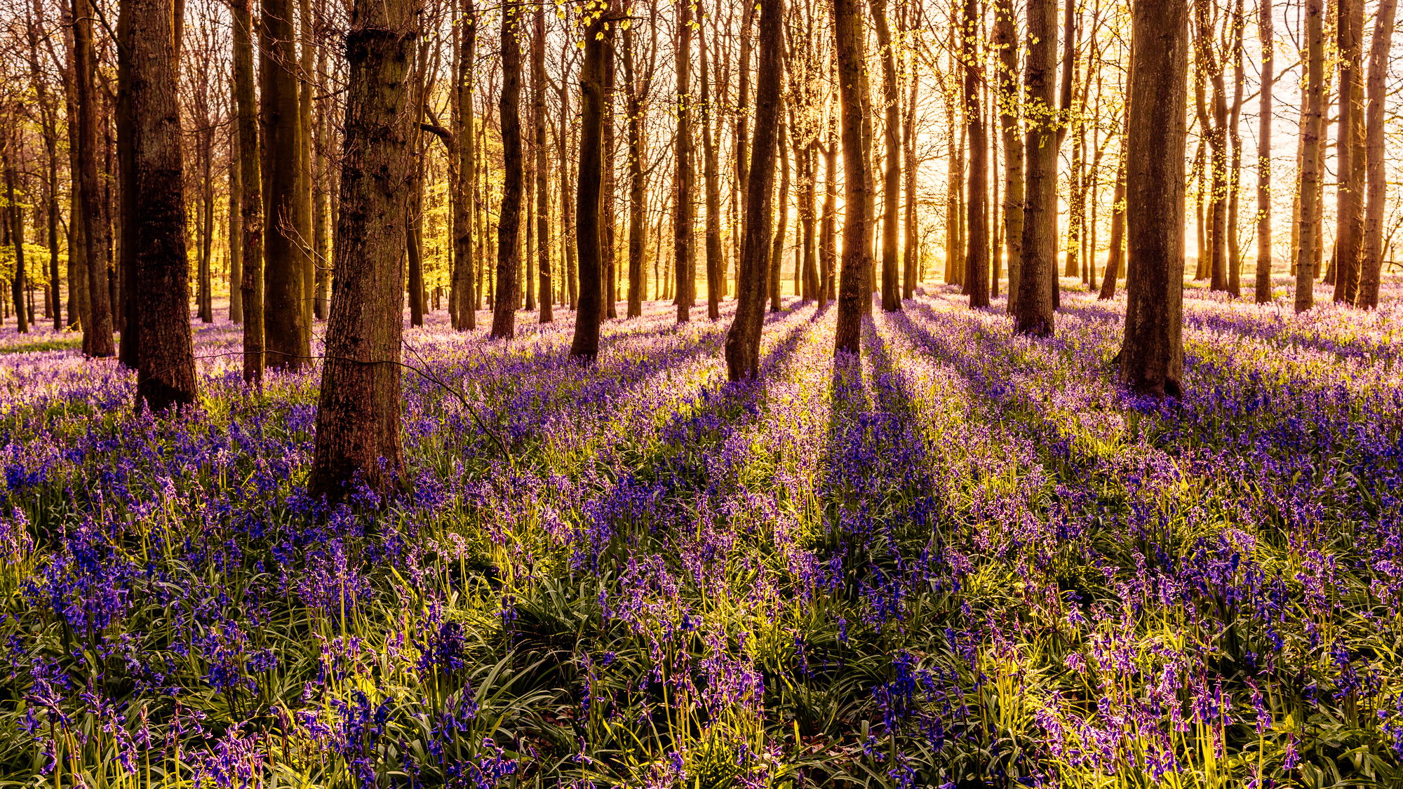 landscape, Forest, Blue flowers Wallpaper