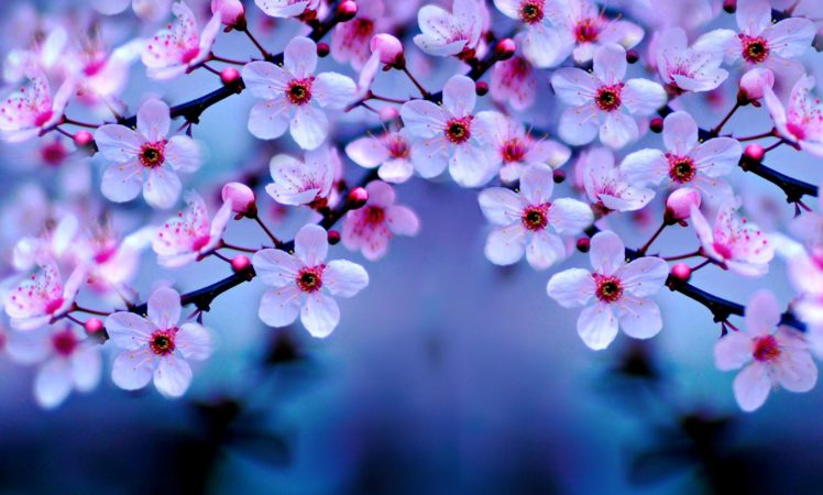 cherry blossom, Yoshino Cherry HD Wallpaper Desktop Background