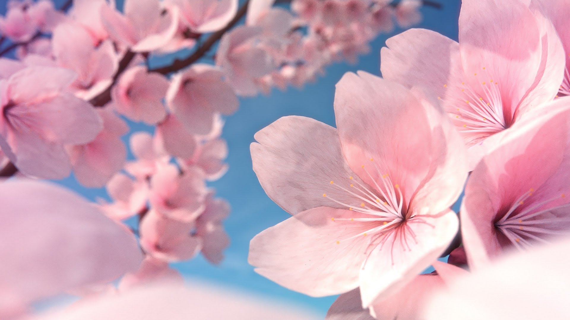 cherry blossom, Yoshino Cherry Wallpaper