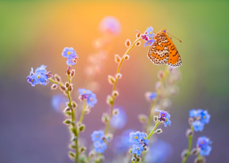 butterfly, Insect, Blue flowers HD Wallpaper Desktop Background