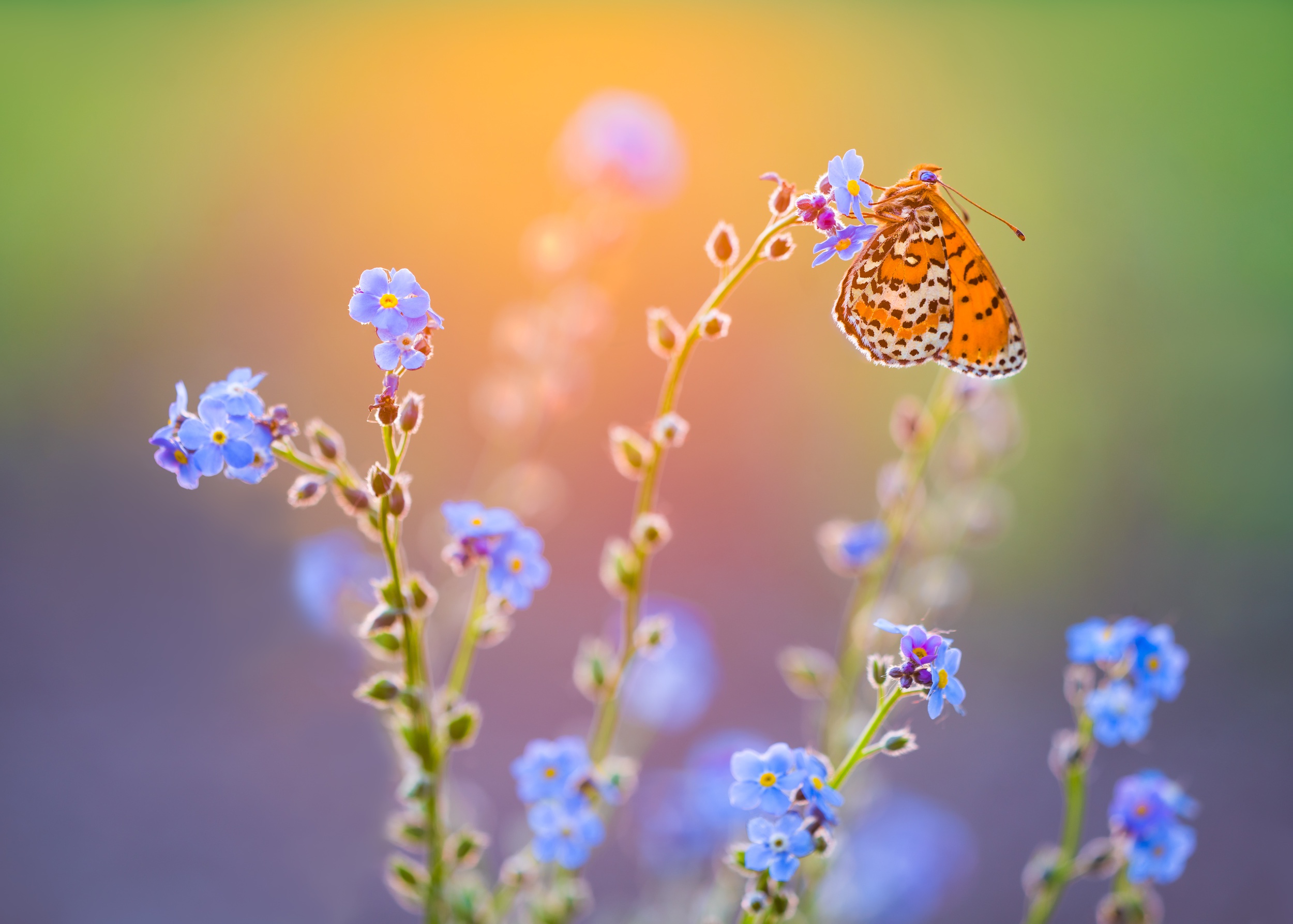 butterfly, Insect, Blue flowers Wallpaper
