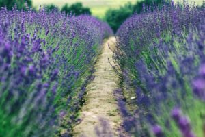 landscape, Blue flowers, Field, Lavender