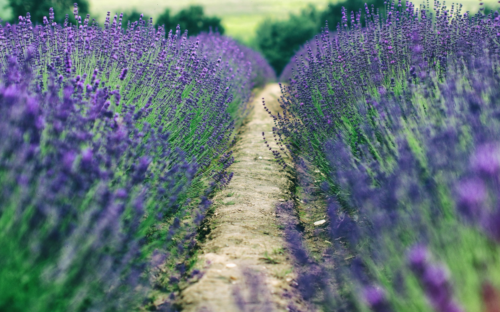 landscape, Blue flowers, Field, Lavender Wallpaper