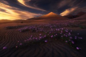 landscape, Desert