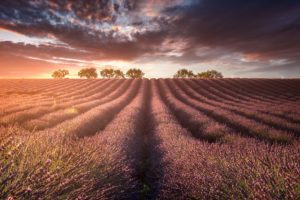 landscape, Field, Lavender