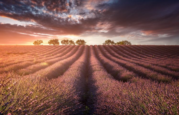 landscape, Field, Lavender HD Wallpaper Desktop Background