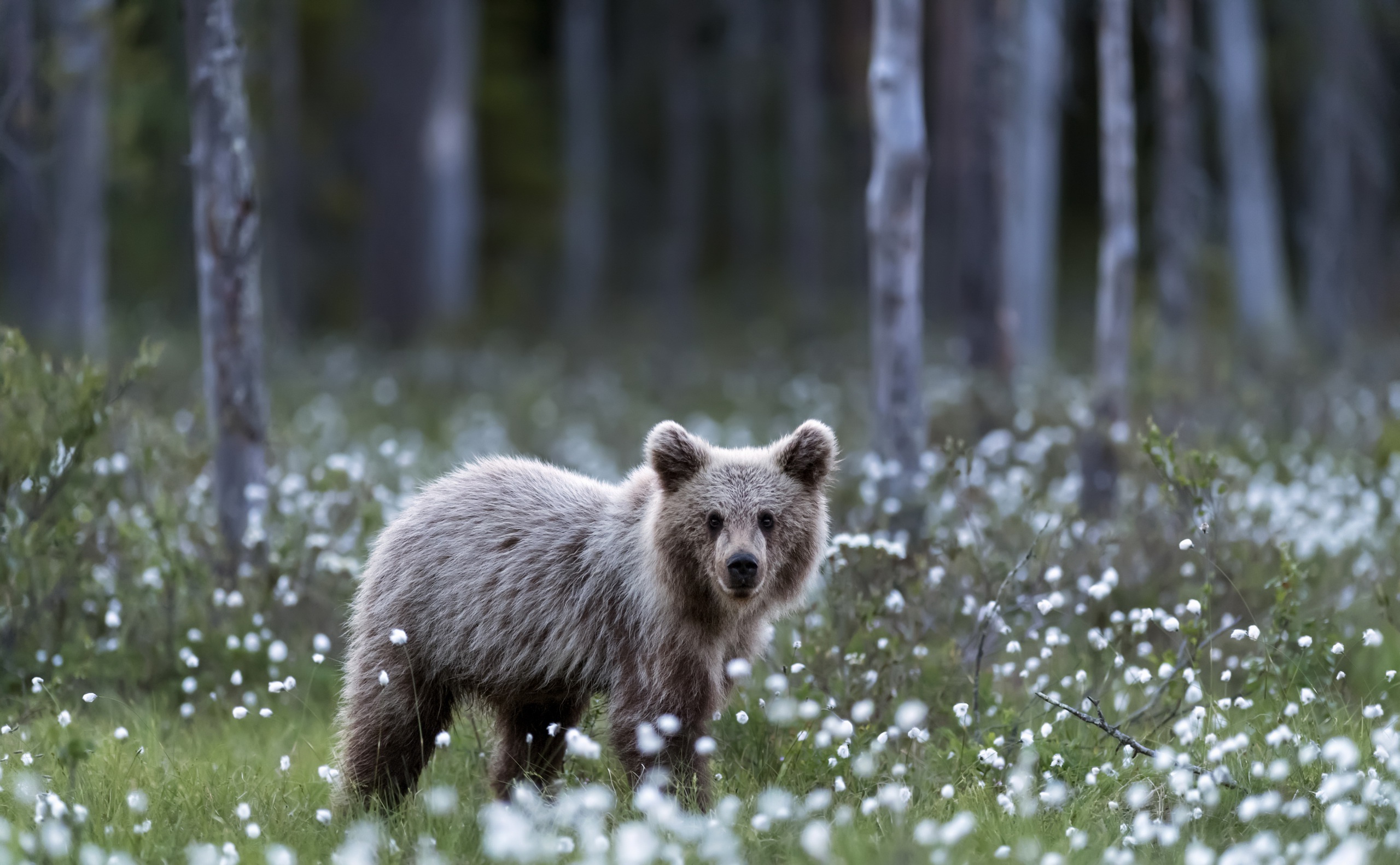 wildlife, Bears, Depth of field, Forest Wallpaper