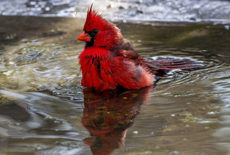 wildlife, Birds, Cardinals HD Wallpaper Desktop Background