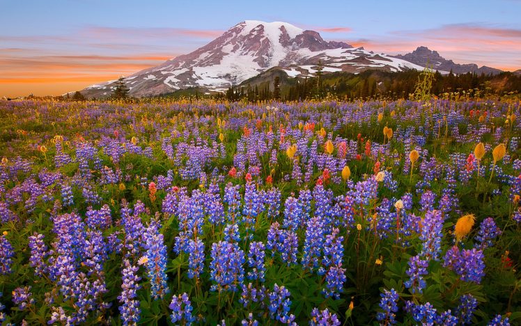 landscape, Mountains, Blue flowers HD Wallpaper Desktop Background