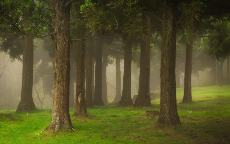 landscape, Forest, Mist, Outdoors HD Wallpaper Desktop Background