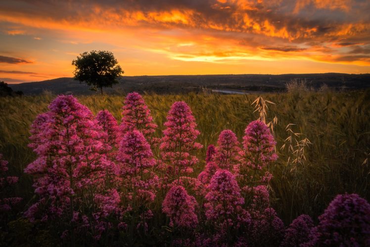 landscape, Sunset, Pink flowers HD Wallpaper Desktop Background