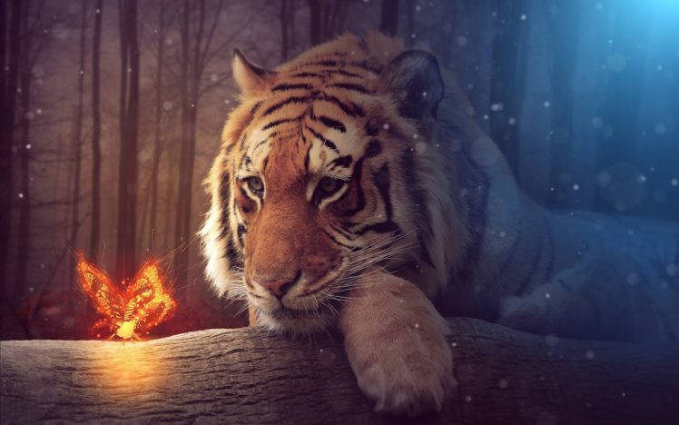tiger, Animals, Depth of field HD Wallpaper Desktop Background