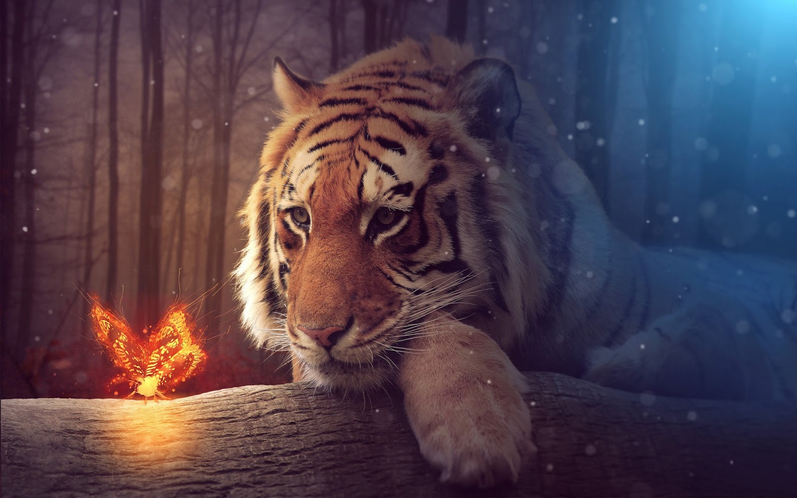 tiger, Animals, Depth of field Wallpaper