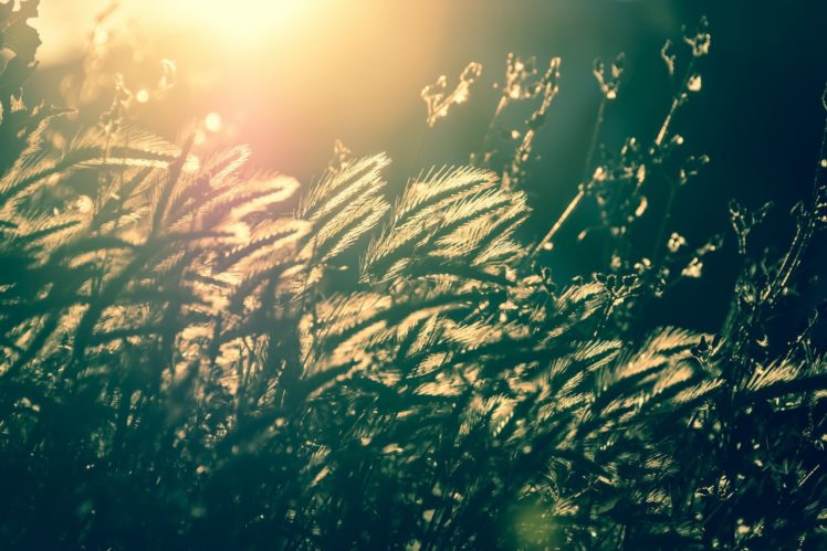 sunlight, Nature, Green, Plants HD Wallpaper Desktop Background