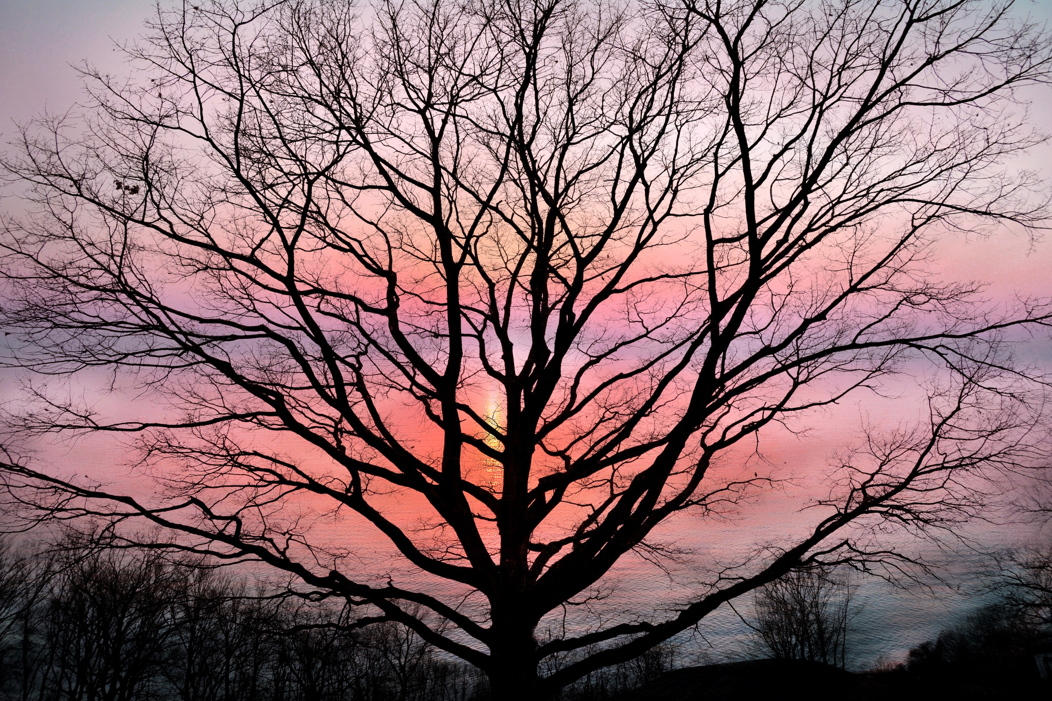 nature, Water, Silhouette, Branch, Plants Wallpaper