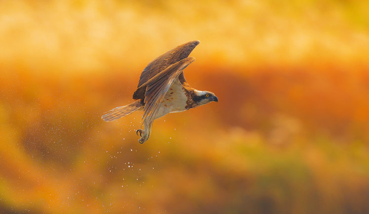 nature, Water, Water drops, Birds, Bird of prey HD Wallpaper Desktop Background