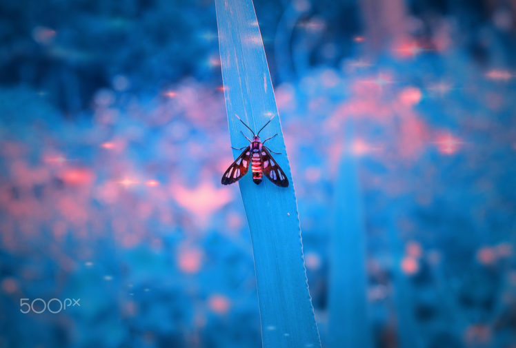 nature, Moth, Leaves HD Wallpaper Desktop Background