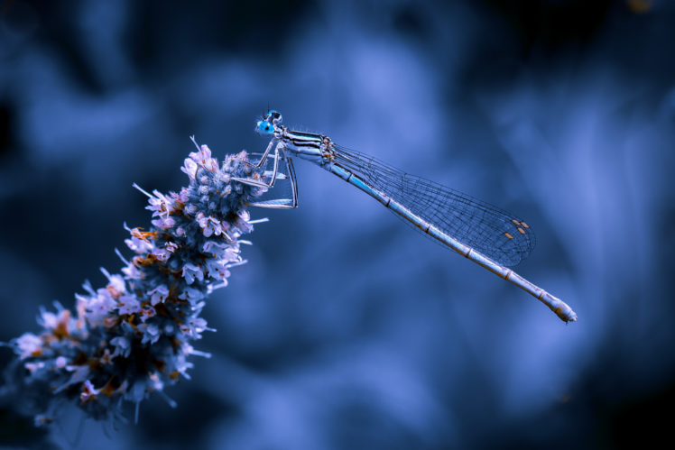 nature, White flowers, Dragonflies HD Wallpaper Desktop Background