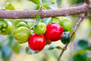Acerola   An Exceptionally Rich Source Of Vitamin C