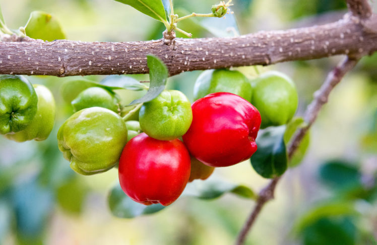 Acerola   An Exceptionally Rich Source Of Vitamin C HD Wallpaper Desktop Background