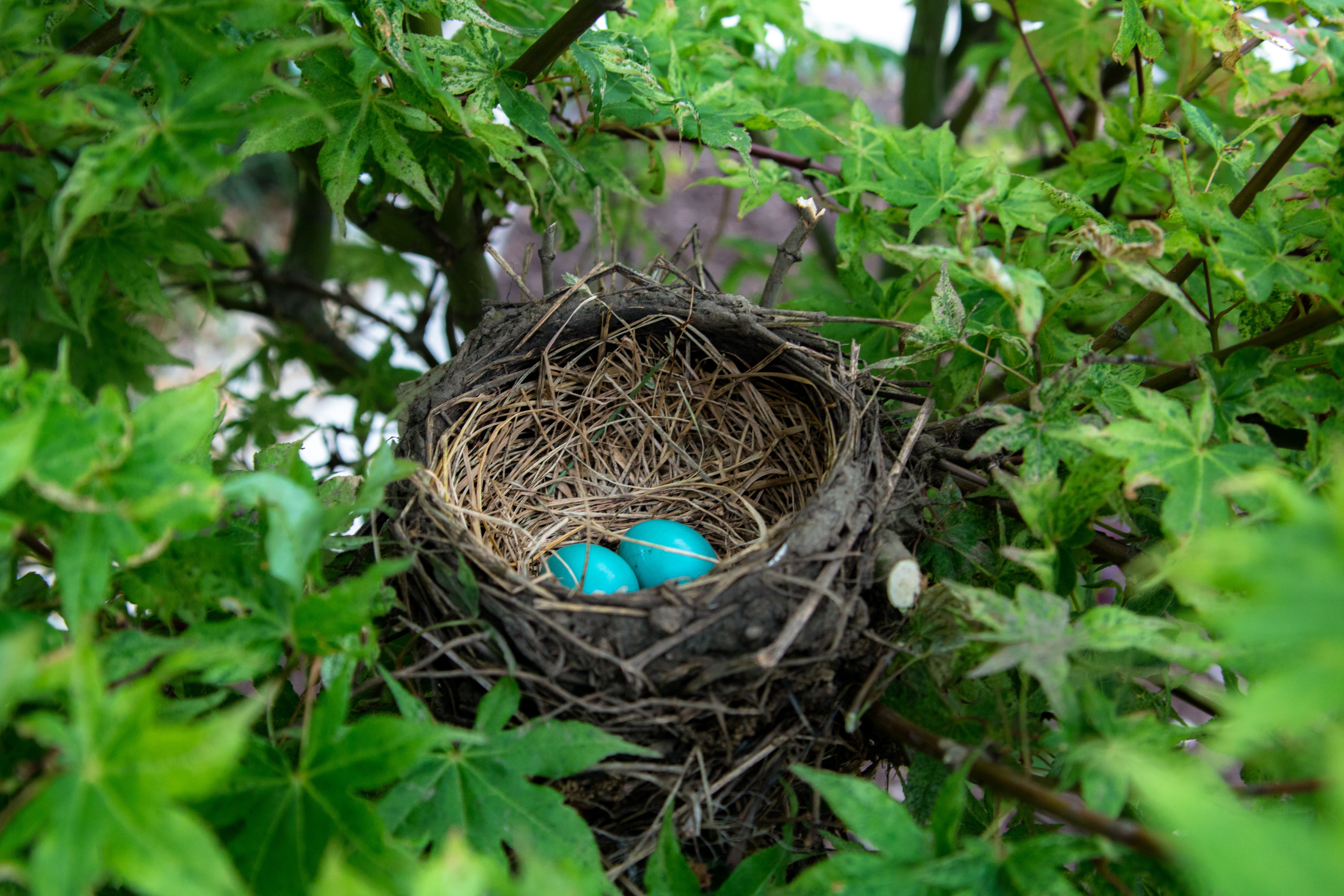London Martin, Photography, Eggs, Leaves, Nature, Nests Wallpaper