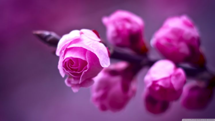 pink flowers, Macro, Photography, Nature HD Wallpaper Desktop Background