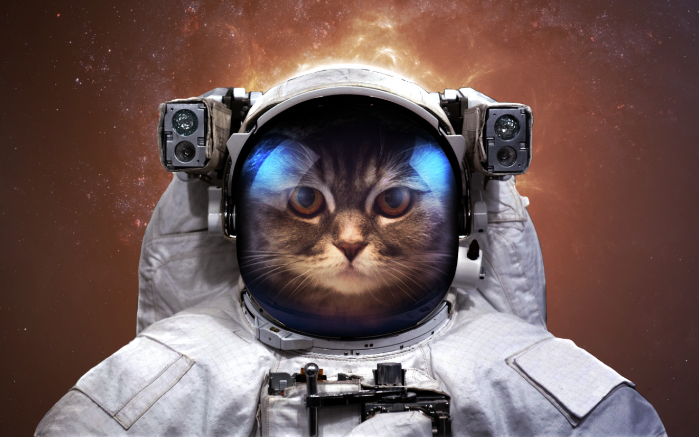 astronaut, Vadim Sadovski, Cat, Space, Humor Wallpapers HD / Desktop