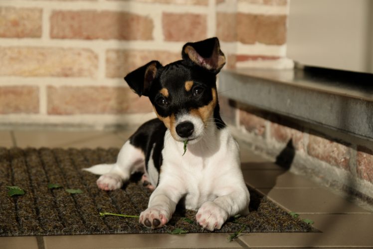 dog, Jack Russell Terrier, Puppies HD Wallpaper Desktop Background