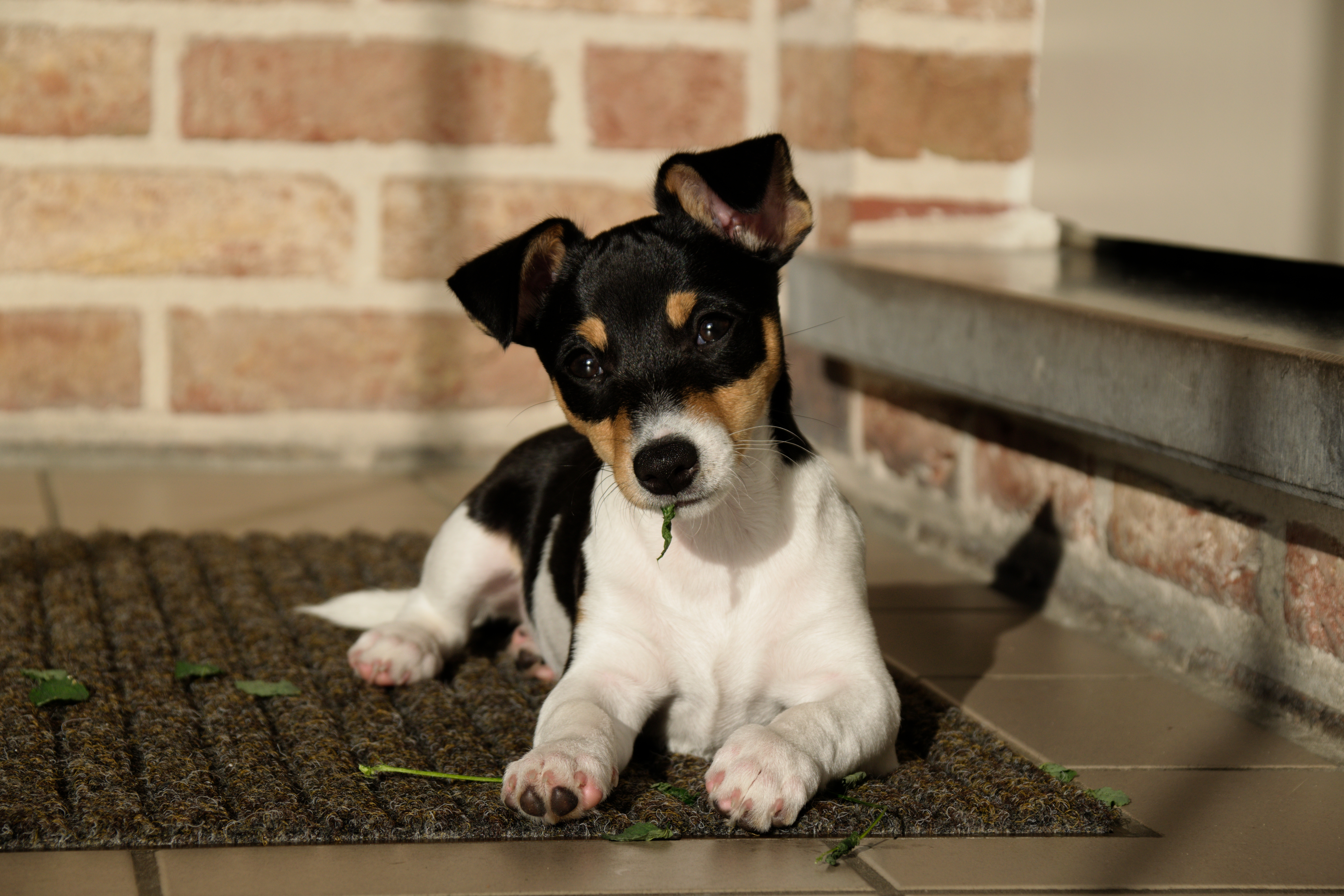dog, Jack Russell Terrier, Puppies Wallpaper