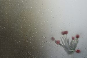 rain, Water drops, Red flowers, Vases, Plants, Flowers, Wet