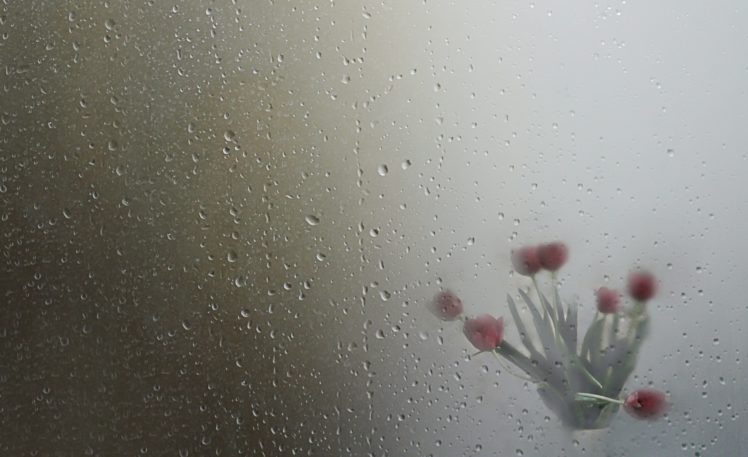 rain, Water drops, Red flowers, Vases, Plants, Flowers, Wet HD Wallpaper Desktop Background