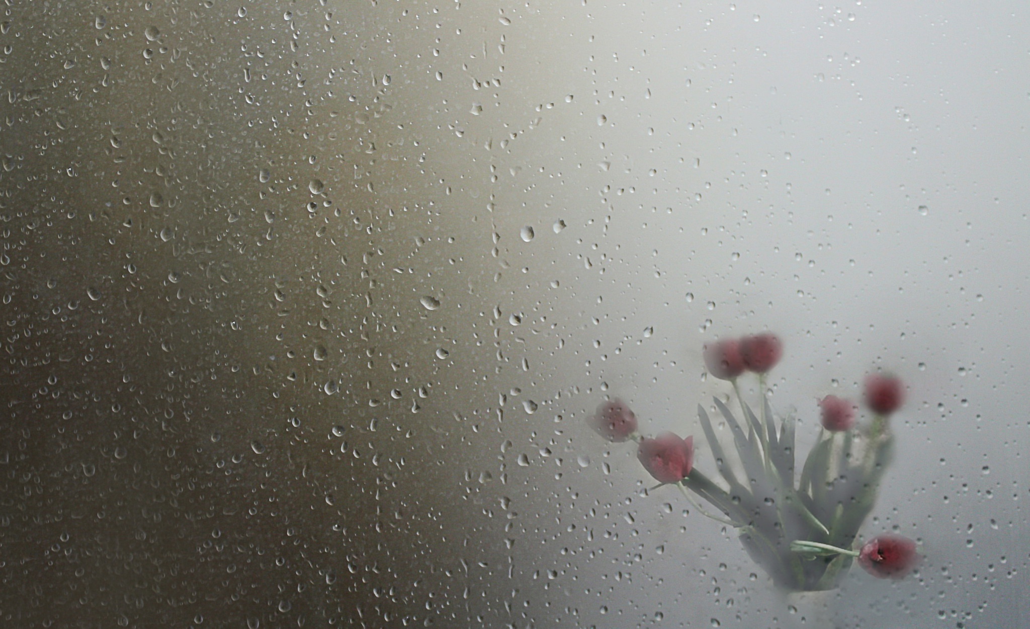 rain, Water drops, Red flowers, Vases, Plants, Flowers, Wet Wallpaper