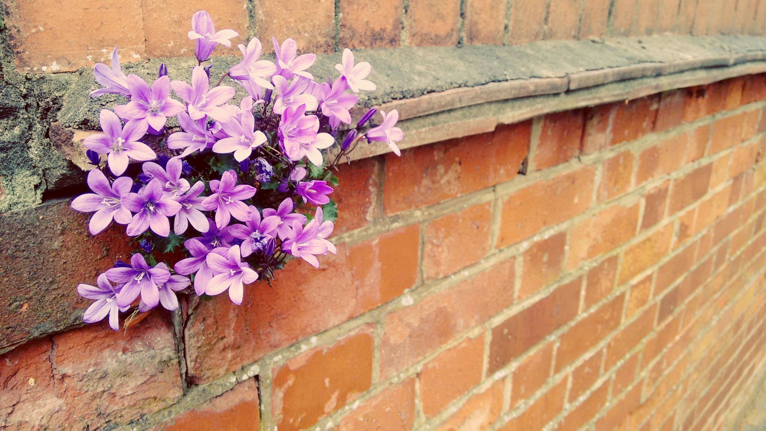wall, Bricks, Flowers, Plants Wallpaper