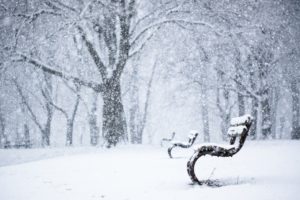 park, Trees, Bench, Winter