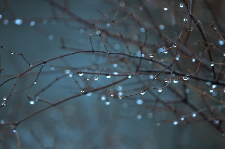 water drops, Rain, Plants HD Wallpaper Desktop Background