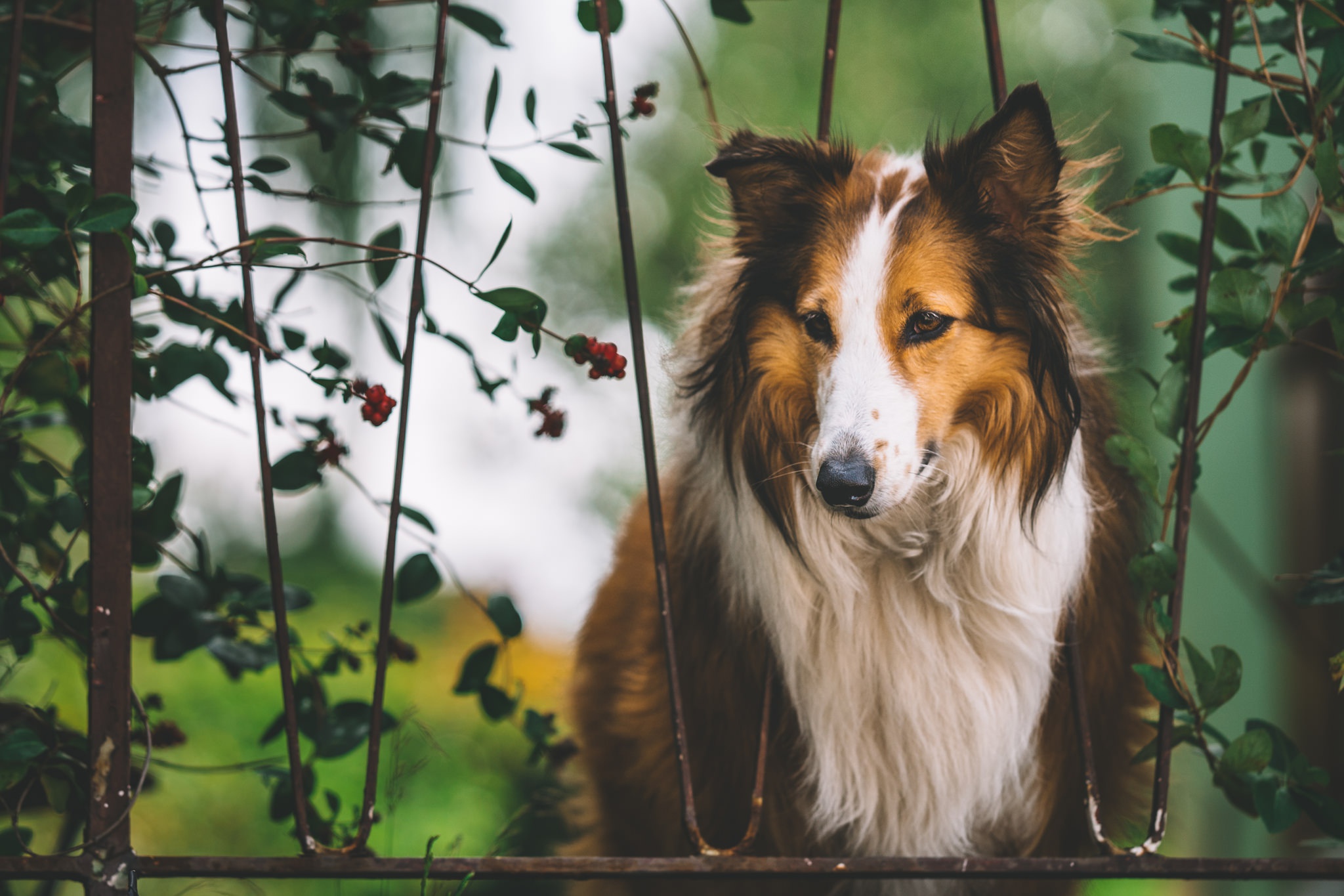 plants, Animals, Dog, Collie Wallpaper