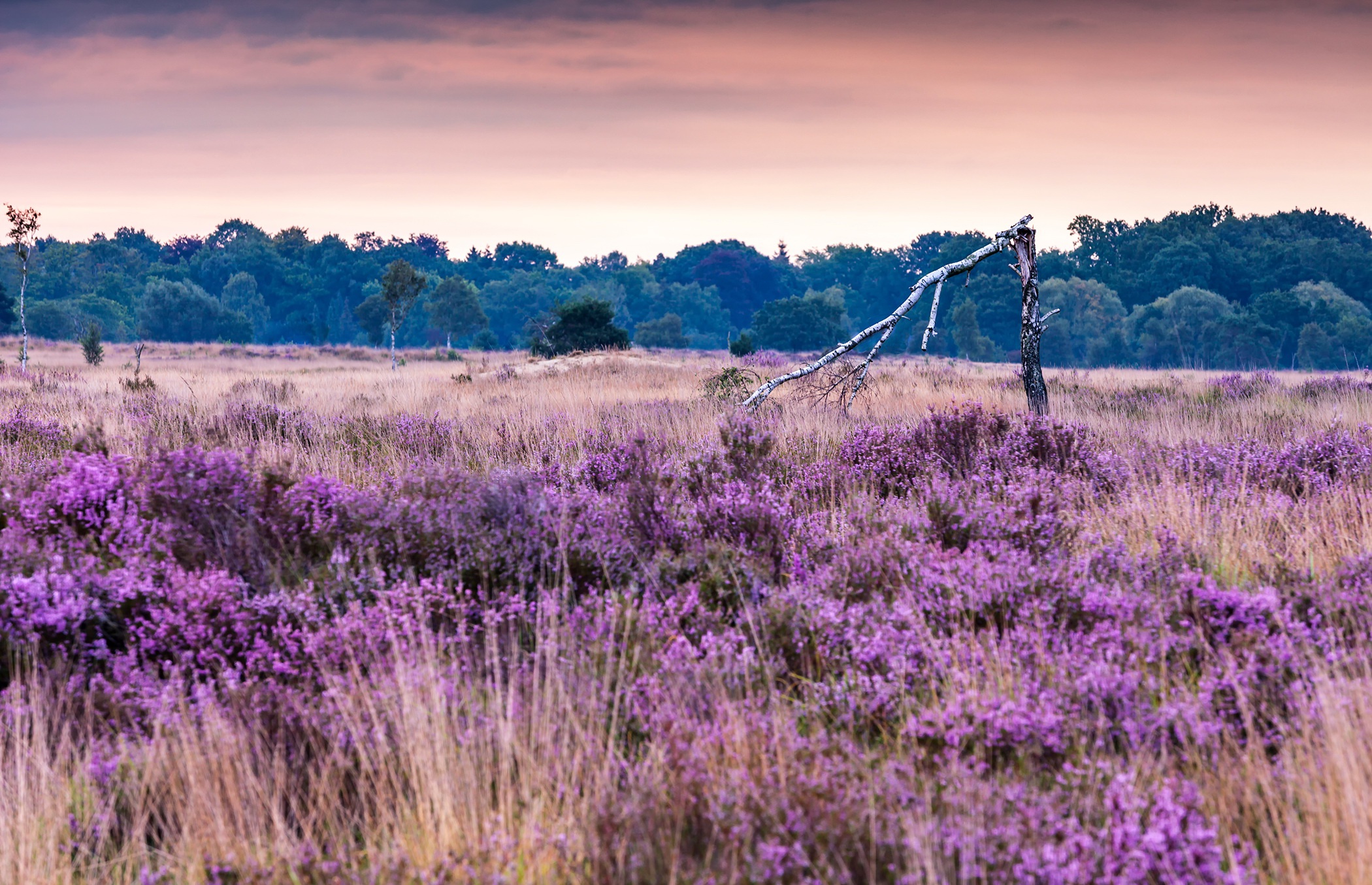 landscape, Purple, Plants, Flowers Wallpaper