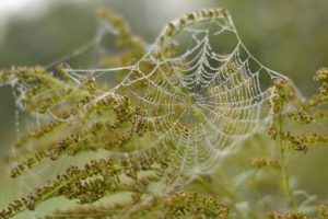 plants, Nature, Spiderwebs