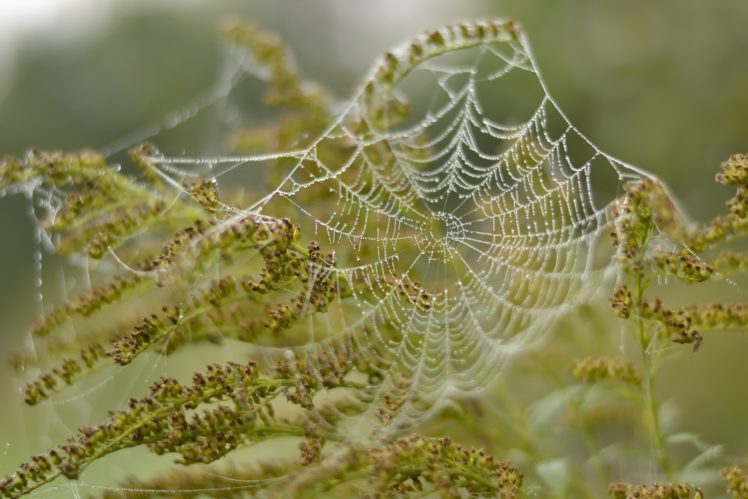 plants, Nature, Spiderwebs HD Wallpaper Desktop Background