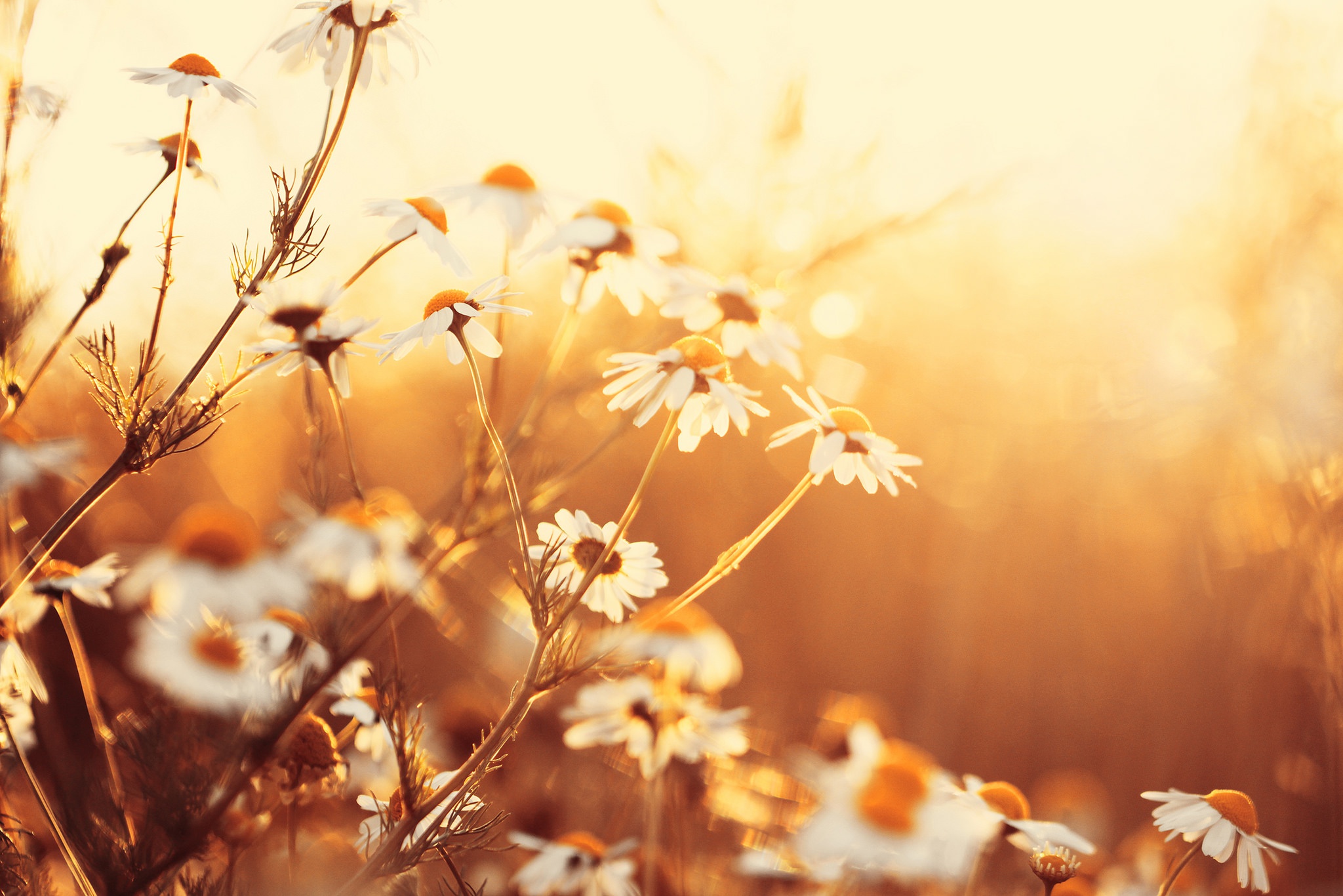 sunlight, Flowers, Plants Wallpaper