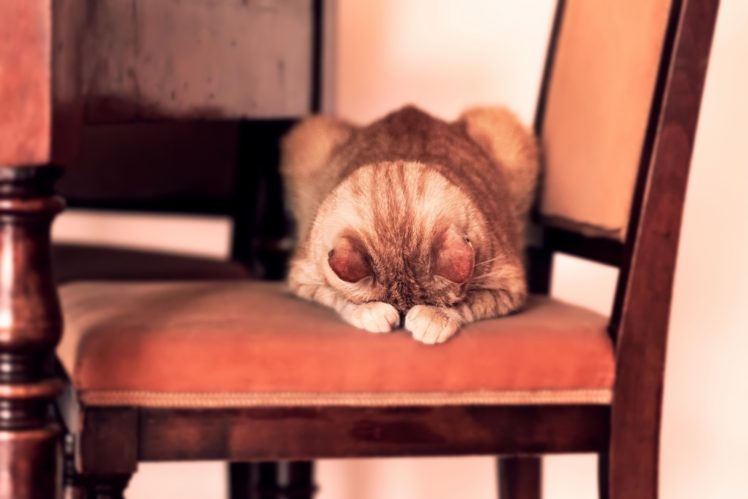 chair, Animals, Cat HD Wallpaper Desktop Background