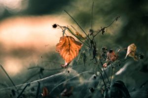 fall, Leaves, Plants, Macro, Nature