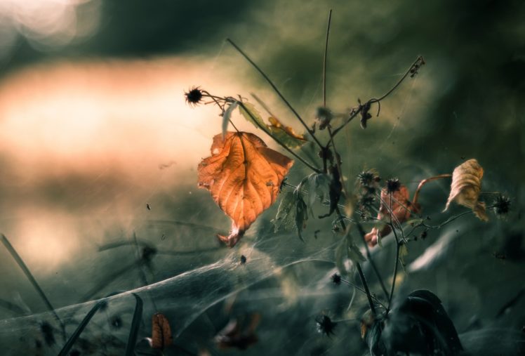 fall, Leaves, Plants, Macro, Nature HD Wallpaper Desktop Background