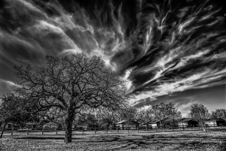 nature, Monochrome, Trees HD Wallpaper Desktop Background