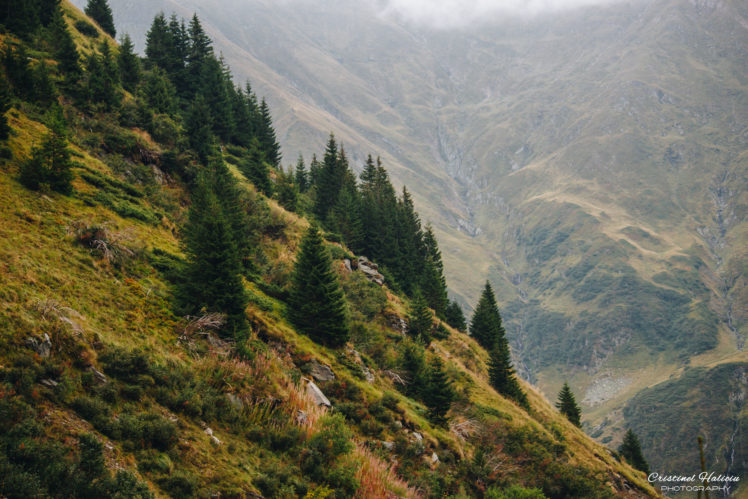 mountains, Mountain pass, Landscape, Nature, Pine trees,  Romania, Outdoors HD Wallpaper Desktop Background