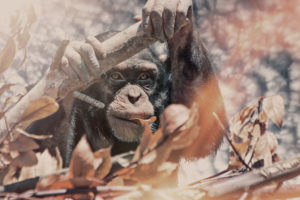 MILLE PRODUCTIONS, 500px, Apes, Animals