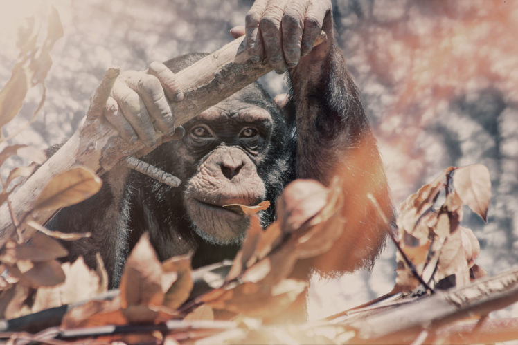 MILLE PRODUCTIONS, 500px, Apes, Animals HD Wallpaper Desktop Background