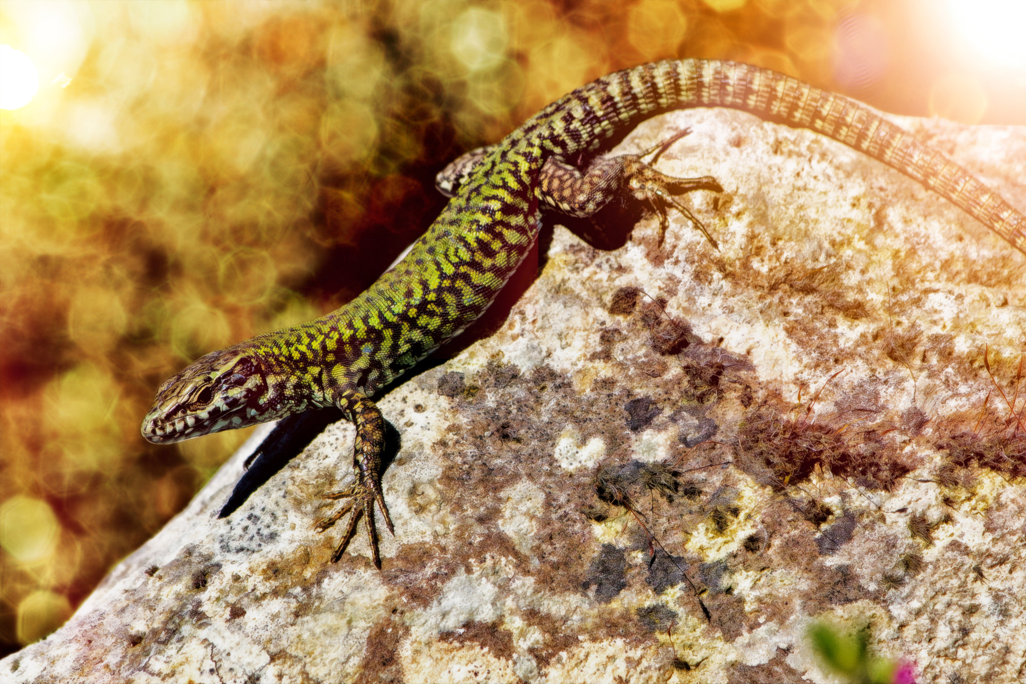 MILLE PRODUCTIONS, 500px, Gecko, Reptiles, Animals Wallpaper